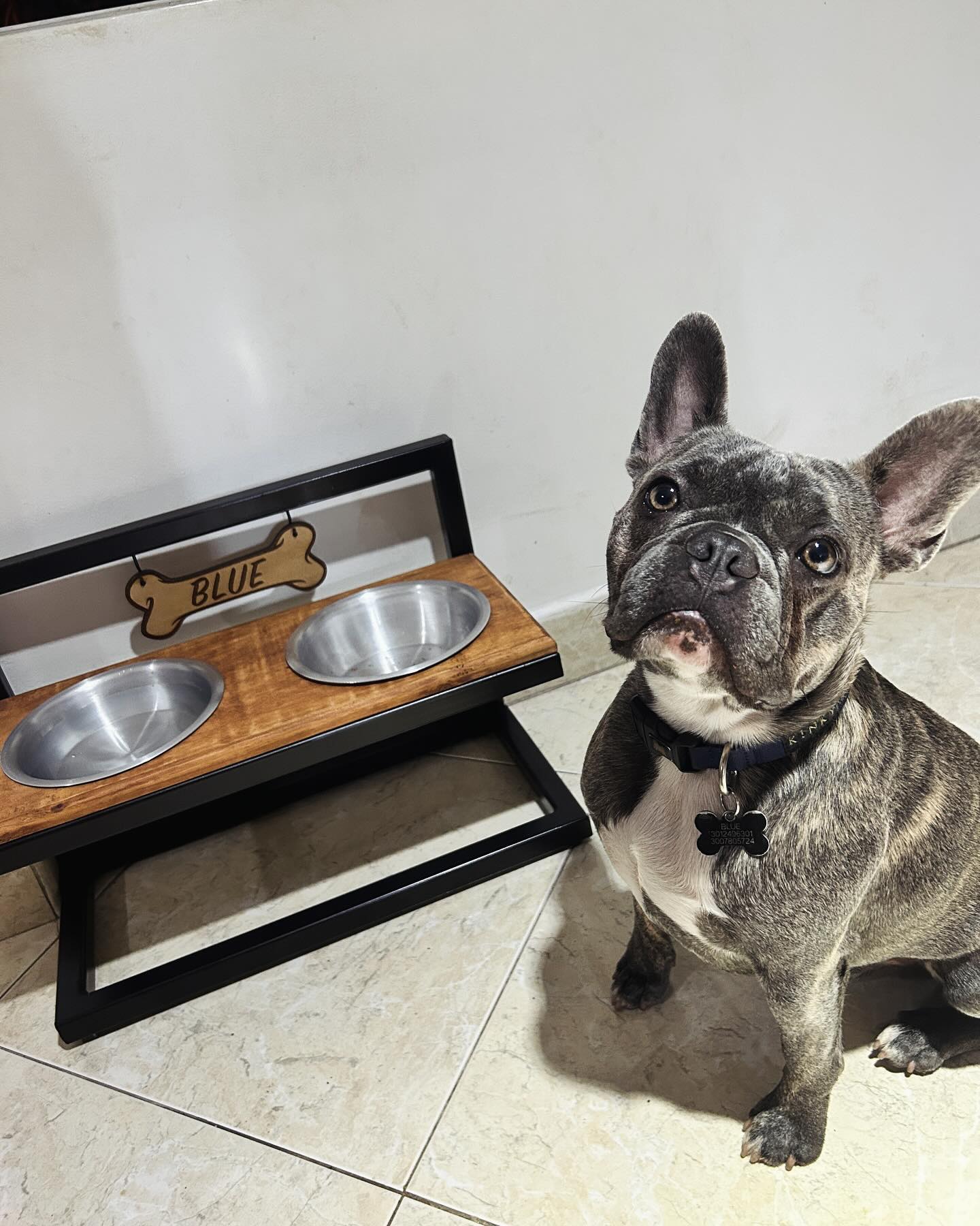 Comederos Para Mascotas